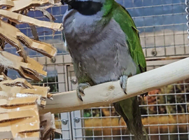 Young Derbyan Parrots