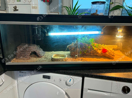 2 baby bearded dragons and full set up
