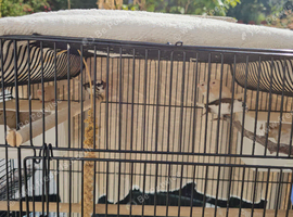 Bengaliese Finches
