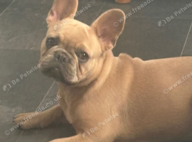 French bulldog puppy