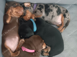 Dachshund puppies