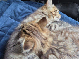9 week old kittens