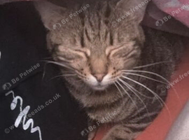 Beautiful hector cat