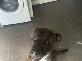 Rottweiler x American bulldog