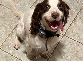 Our Beautiful Working Cocker Spaniel!