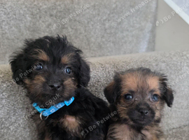 Borderpoo vet check puppies