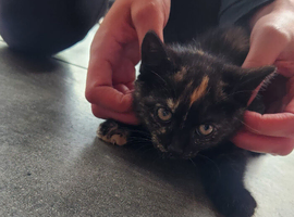 Girl kitten
