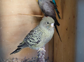 Blackface budgies