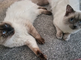 2 beautiful ragdoll brothers