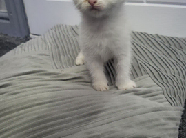 Kittens for new home
