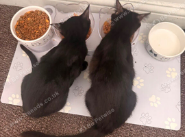 Kittens