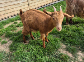 British Guernsey female kid Ready To Leave