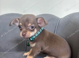 KC registered chihuahua puppies