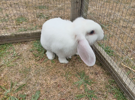 Pure breed Mini lop doe ready now