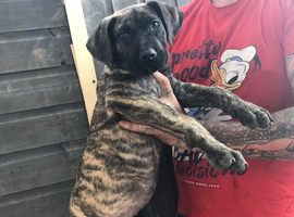 Presa canario females