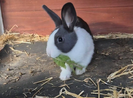 Dutch Bunny