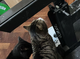 Franco and Alpacino need a new home