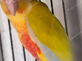 Conures