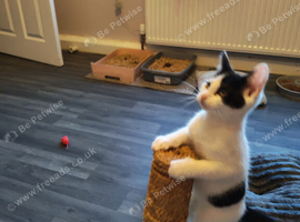 Boy kittens ready to leave their mum forr their new home,