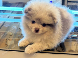 Exotic Pomeranian