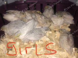 SEXED CHINESE PAINTED BUTTON QUAILS !