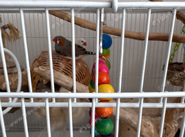 Australia finches for sale