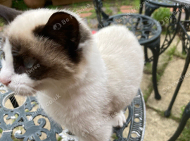 Kitten for sale