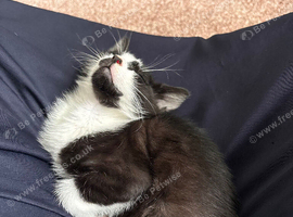 Mixed breed kitten