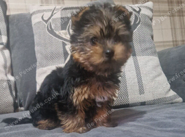 Stunning yorkshire terrier pup.