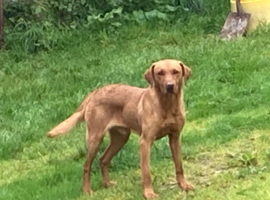 Fox Red Labrador