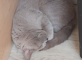Gorgeous British short hair looking for a loving home.
