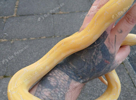 Reticulated python phanton lavender