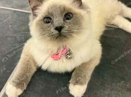 Ragdoll female