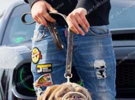 Lilac tri Full Suit Fluffy English Bulldog For Stud