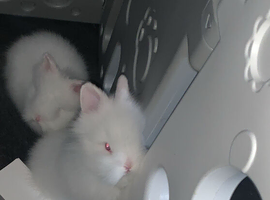 2 Snow White fluffy lion head rabbits