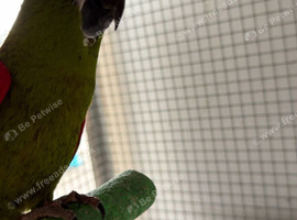 2 years old hans macaw