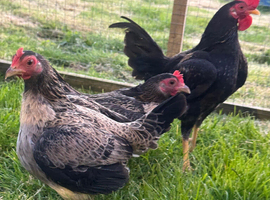 2x Trio of Furnace Old English Game bantams