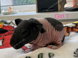 Well handled skinny pig babies