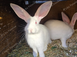 Continental Giant Rabbit Kits - Available for Booking