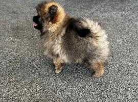 Small Pomeranian boy