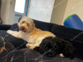 Stunning female f1b  cockapoo