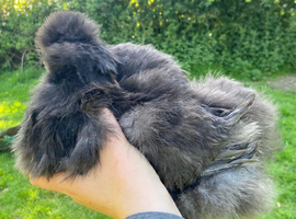 Black silkie breeding pair