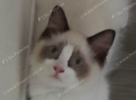 Ragdoll boy