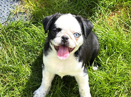 Panda pug girl