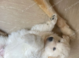 2 white German/swiss shepherd pups