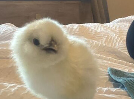 One silkie left