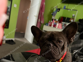 Female frenchie