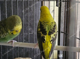 Yellow black wing opaline hen