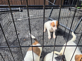 Jack russell pups