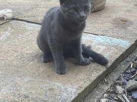 Kittens for sale